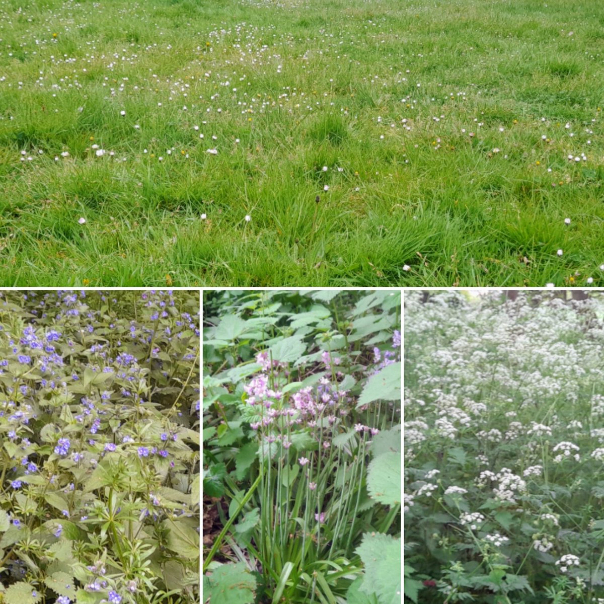 #NoMowMay On our dog walk today, taking time to enjoy the world around me 🌿🌼🐞🐾