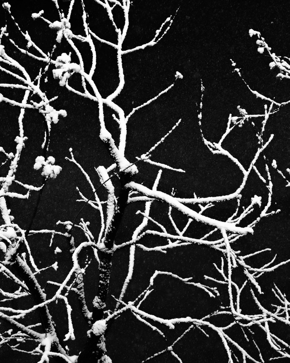repfl's tweet photo. Discover the Little Big City - 
Walking around my Home Town and see it with my Eyes

#snow and #cold #Weather
around #April

#Zurich #Switzerland #Streetphotography #blackandwhitephotography https://t.co/LKPZCusH2V https://t.co/c65E1BtZXw https://t.co/p3nHBZsq5b