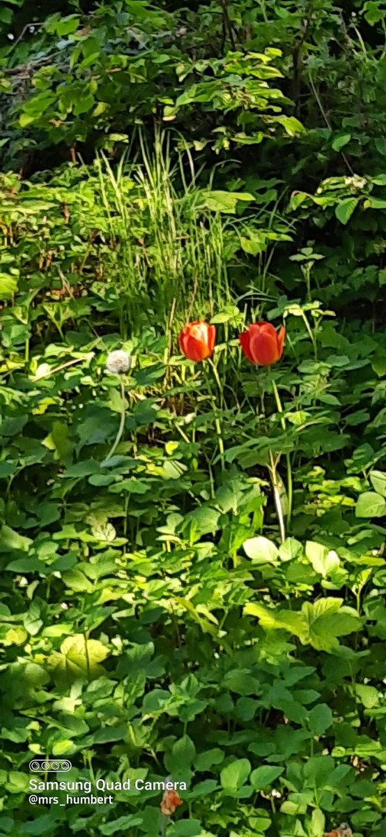 _von_Twittopien's tweet photo. Ich will ja sowieso an meinen Speck. Und diverse Nachrichten haben den Rest getan. Also bin ich gelaufen. Nicht viel. Nicht lang. Aber ein Anfang ist gemacht.
#ASK2022 https://t.co/PGm7BQLvKg