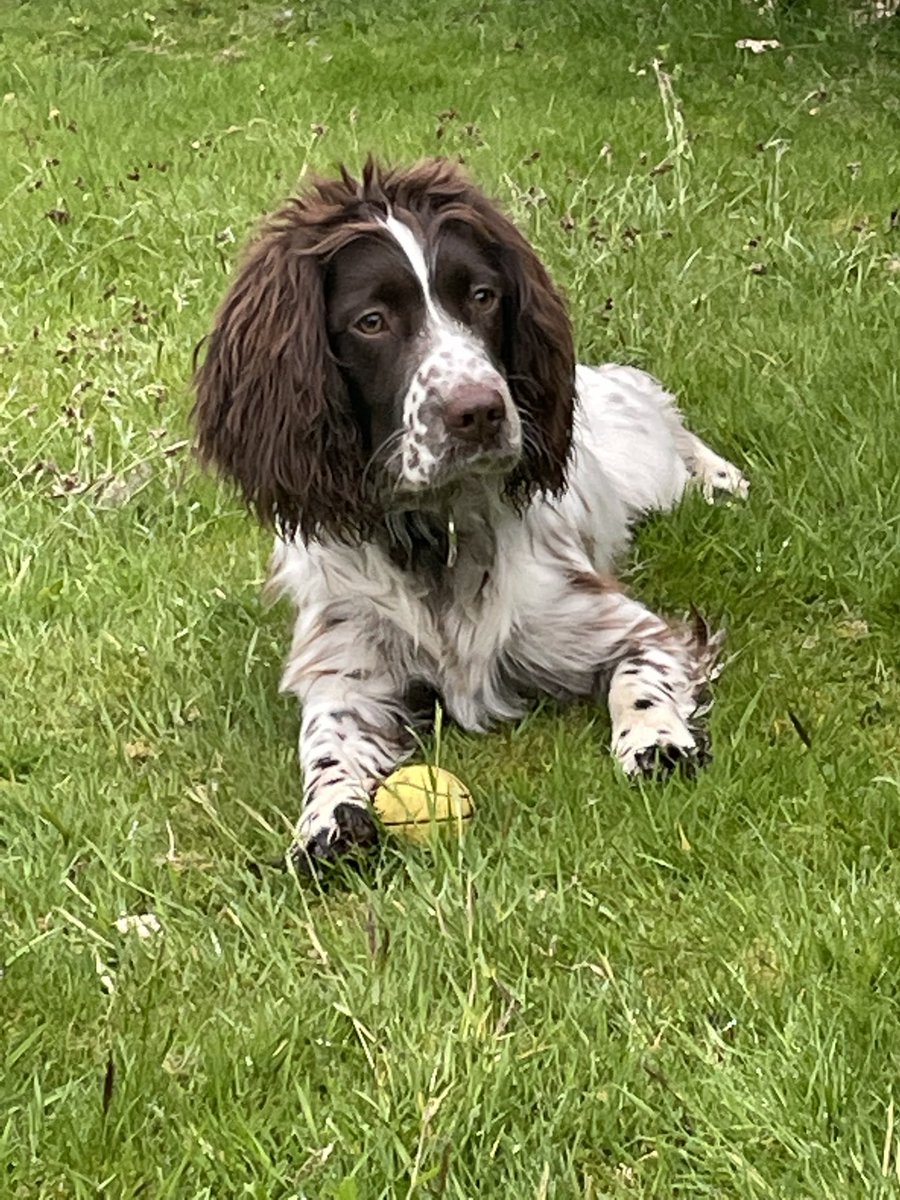It was hard today saying goodbye to the gorgeous #traineePoliceDog Cheeky <a href="/WMPDogs/">WMP Dog Unit</a> that my family &amp; I have been puppy walking for the last 8 months. A huge thankyou to all our @WMPvolunteers who give their time to help develop awesome 👮‍♀️ 🐶 , we couldn’t do it without you👏👏💙!