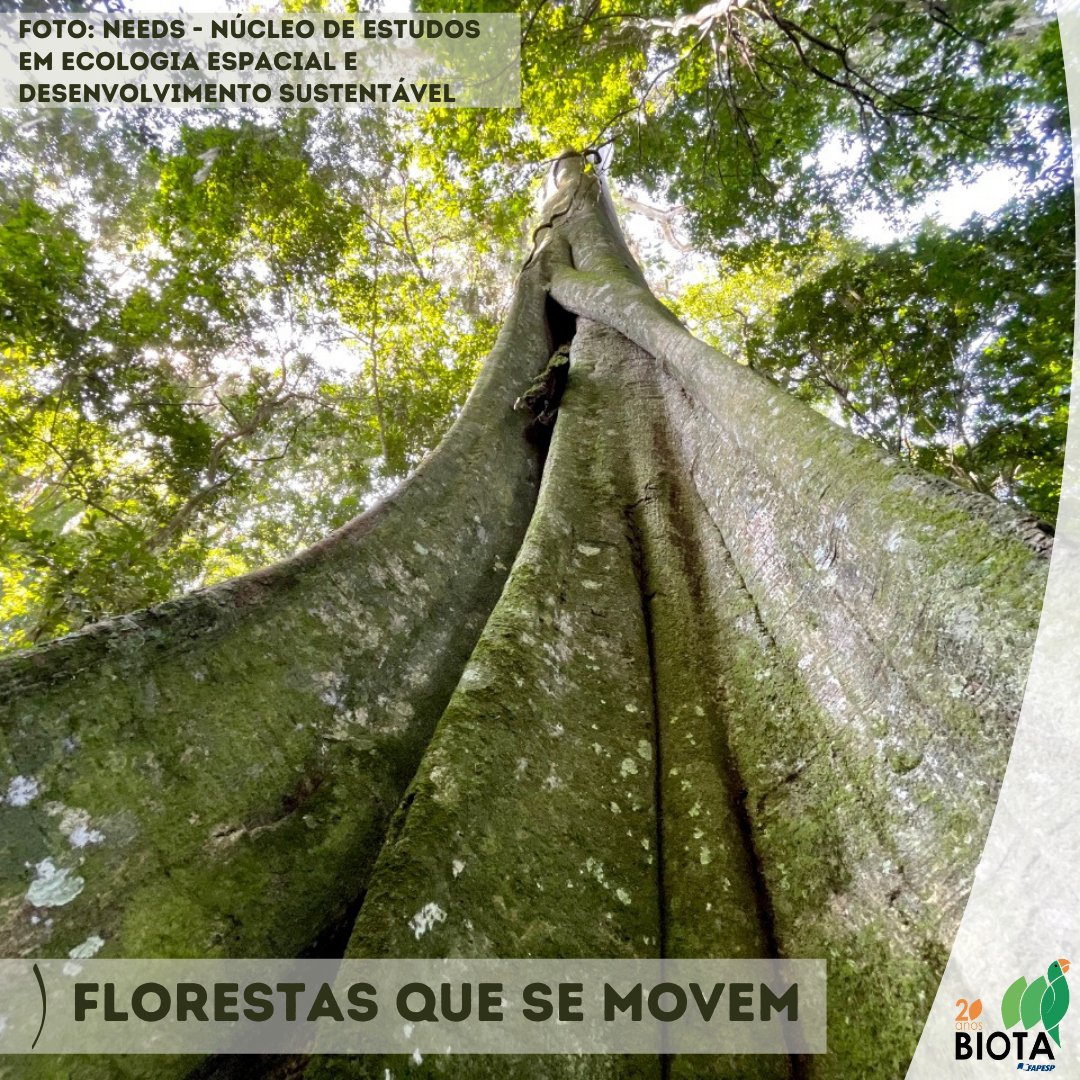 BiotaFAPESP's tweet photo. O projeto #GoForest vai investigar a influência do dinamismo das #paisagens no funcionamento dos #ecossistemas e nos serviços por eles prestados no #AltoParanapanema.
https://t.co/EVsgkXQbRP
✅ parceria entre #ProgramaBiota #Fapesp e o Conselho de Pesquisa Holandês - @NWONieuws https://t.co/nSW996Pwgd