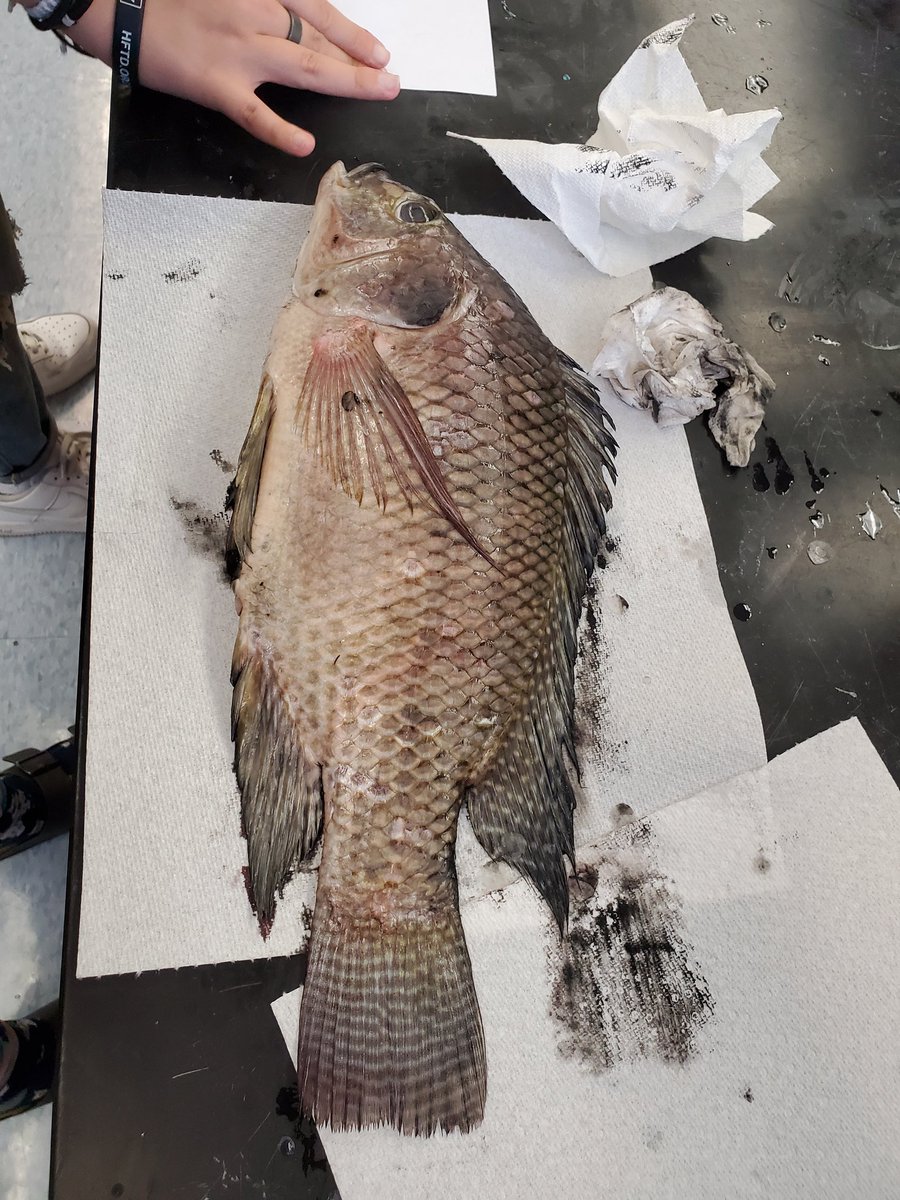 bcmarinescience's tweet photo. @bcmarinescience using fish from CISMA invasive fish round up for dissection and gyotaku. https://t.co/TIfKgIS9eK