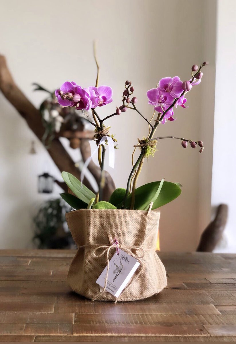 OrquideasMusa's tweet photo. 🥰🍃🌸 
🍃Cesta con bella orquídea multiflor. Altura 40 cm. 

#musademusas #orchid #orquídeas #orchidstyle #celebración #10demayo #regalaplantas #regalafloresvivas #orquídeasyflores #orchiddecor #🥰 #🍃🌸 #💝 #canastaconflores #cestaconflores #flowers #flores10demayo https://t.co/ZM5AmrggCj