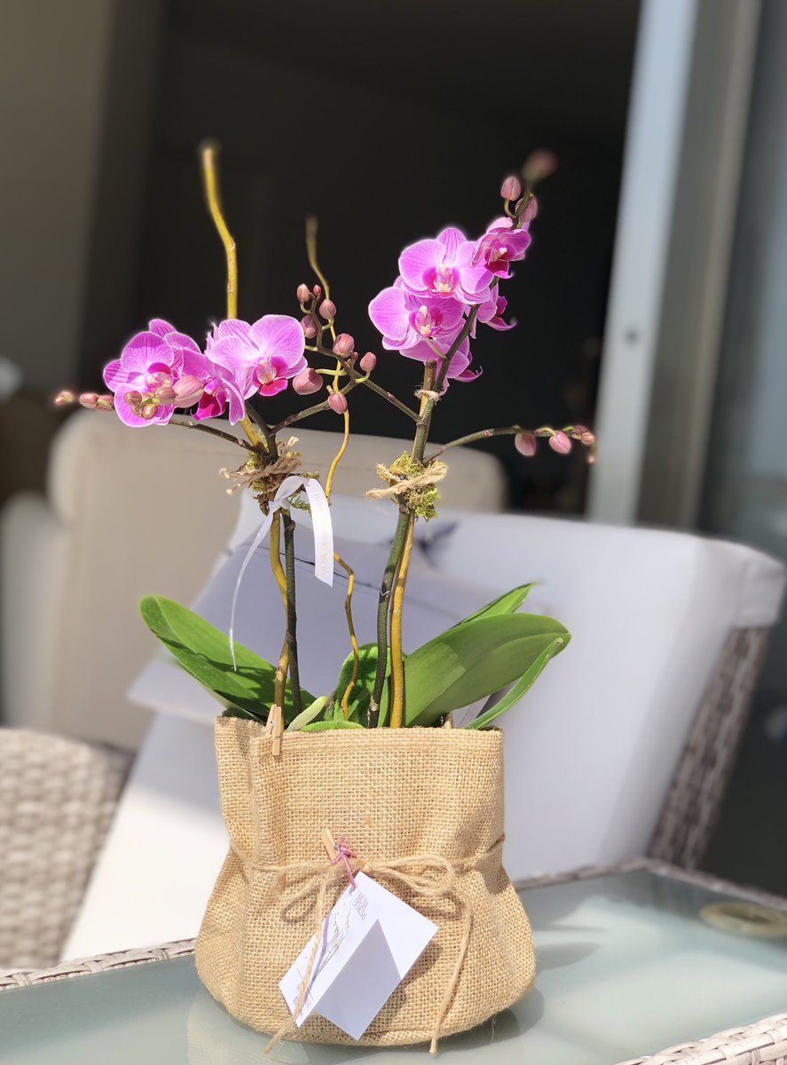 OrquideasMusa's tweet photo. 🥰🍃🌸 
🍃Cesta con bella orquídea multiflor. Altura 40 cm. 

#musademusas #orchid #orquídeas #orchidstyle #celebración #10demayo #regalaplantas #regalafloresvivas #orquídeasyflores #orchiddecor #🥰 #🍃🌸 #💝 #canastaconflores #cestaconflores #flowers #flores10demayo https://t.co/ZM5AmrggCj