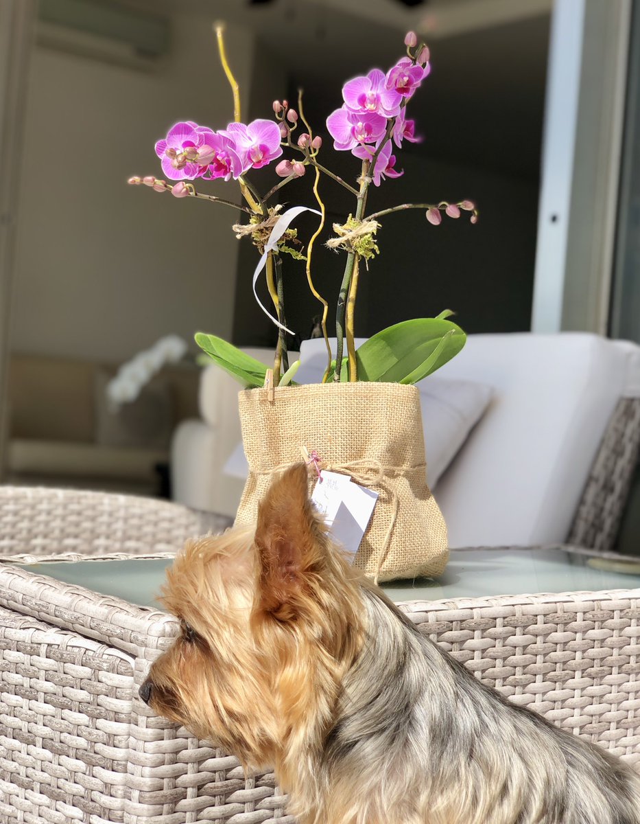 OrquideasMusa's tweet photo. 🥰🍃🌸 
🍃Cesta con bella orquídea multiflor. Altura 40 cm. 

#musademusas #orchid #orquídeas #orchidstyle #celebración #10demayo #regalaplantas #regalafloresvivas #orquídeasyflores #orchiddecor #🥰 #🍃🌸 #💝 #canastaconflores #cestaconflores #flowers #flores10demayo https://t.co/ZM5AmrggCj