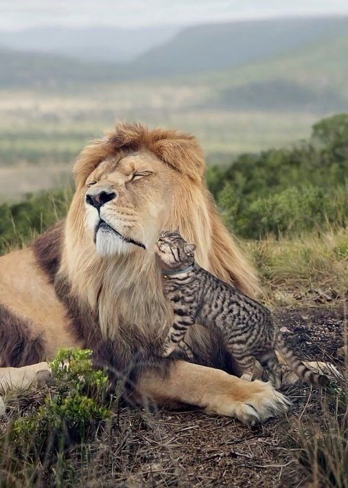 Happy dreams...Safe night for all... Good night .. 💫✨💛🖤✨💫