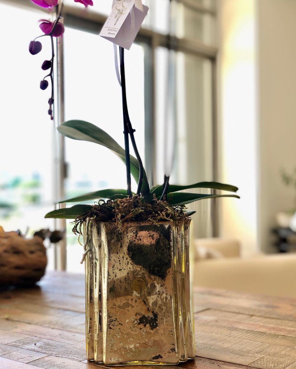 OrquideasMusa's tweet photo. 🍃 Musa Premium
Exclusivo arreglo en hermosa base de cristal importado, única pieza disponible. Altura 70 cm.
@musademusas 10 de mayo
#musademusas #orquídeaspremium #orchid #orquídeasstyle #celebración #diseñodeorquídeas #10demayo #regalosflorales #flowers https://t.co/TTXxJUnSBa