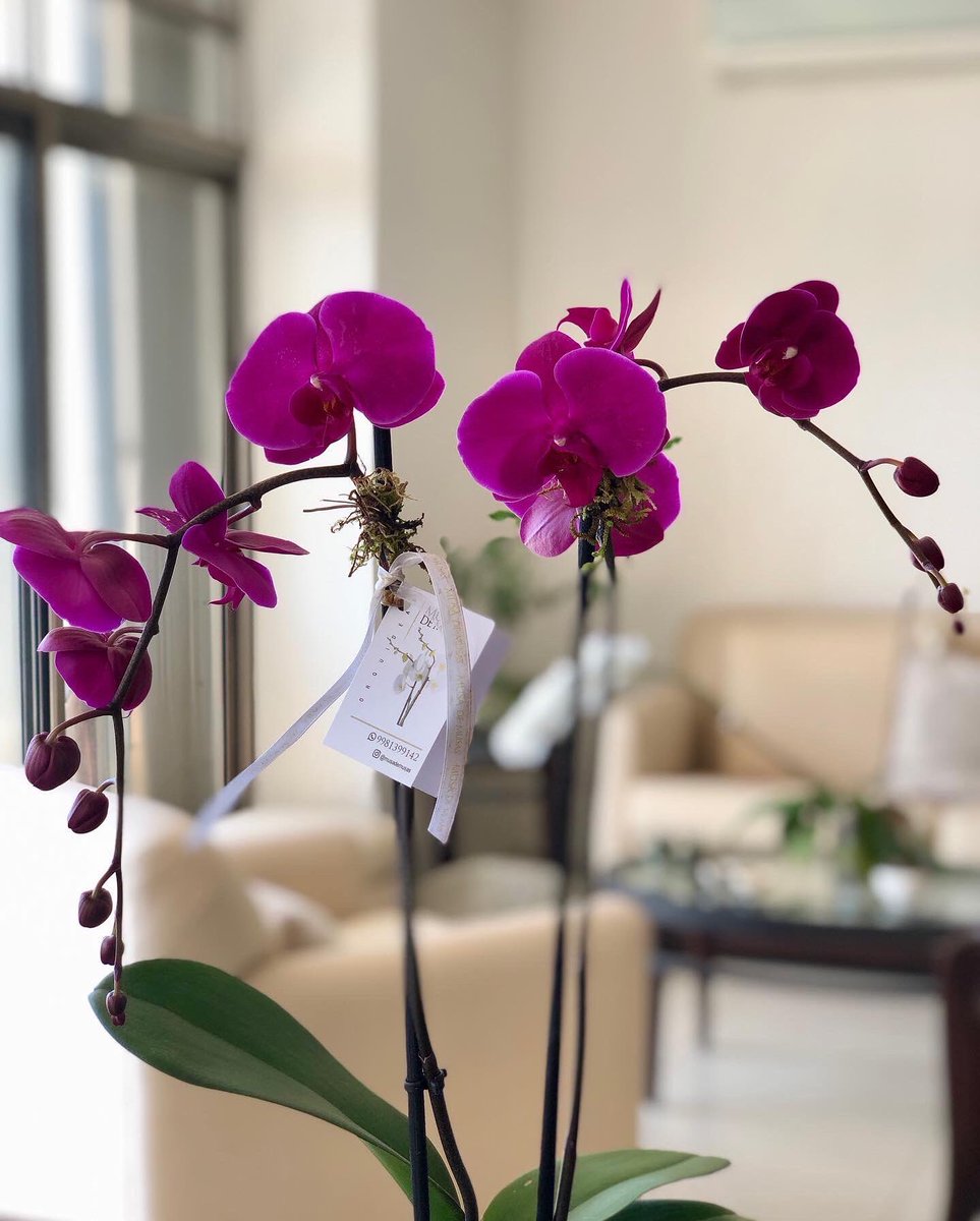 OrquideasMusa's tweet photo. 🍃 Musa Premium
Exclusivo arreglo en hermosa base de cristal importado, única pieza disponible. Altura 70 cm.
@musademusas 10 de mayo
#musademusas #orquídeaspremium #orchid #orquídeasstyle #celebración #diseñodeorquídeas #10demayo #regalosflorales #flowers https://t.co/TTXxJUnSBa