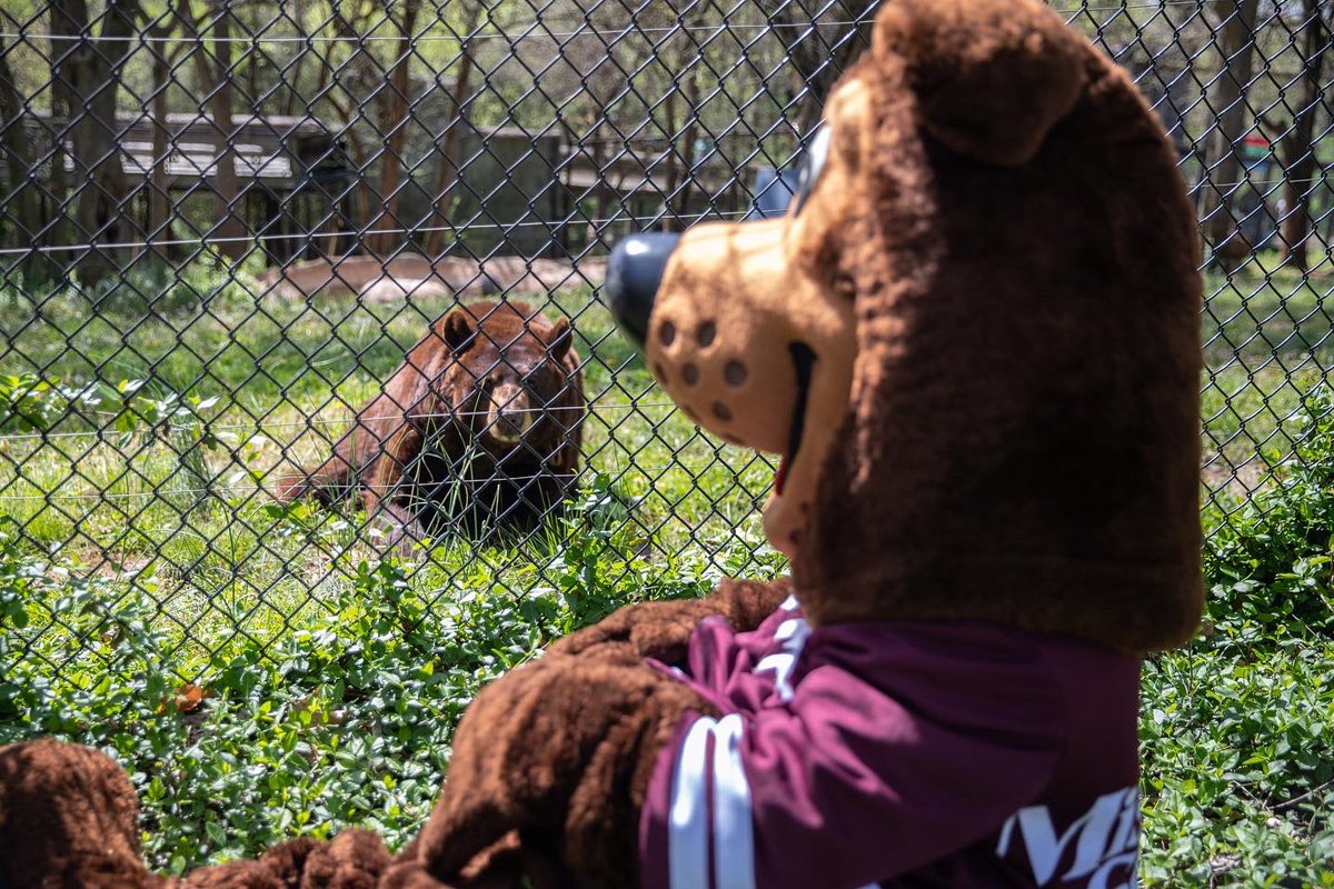 MissouriStBears's tweet photo. Boomer used his student ID to get half priced admission to the zoo to see some old friends, and you should too! From now until May 20th, MSU students can get half priced admission to Dickerson Park Zoo with their student ID! #gobears #lovedpz #moconservation https://t.co/Es6Q7btPcr