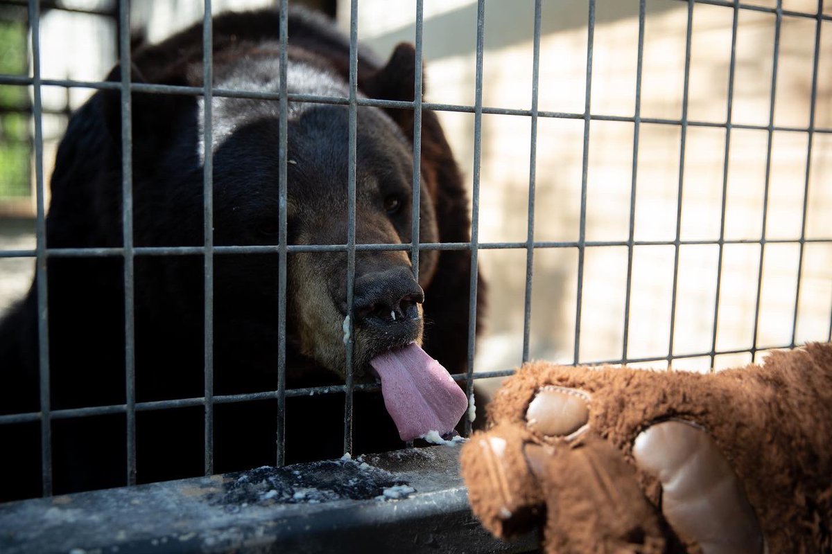 MissouriStBears's tweet photo. Boomer used his student ID to get half priced admission to the zoo to see some old friends, and you should too! From now until May 20th, MSU students can get half priced admission to Dickerson Park Zoo with their student ID! #gobears #lovedpz #moconservation https://t.co/Es6Q7btPcr