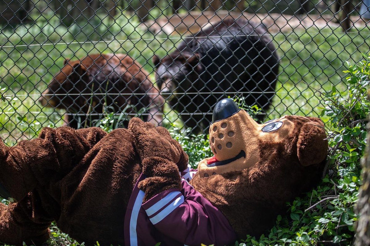 MissouriStBears's tweet photo. Boomer used his student ID to get half priced admission to the zoo to see some old friends, and you should too! From now until May 20th, MSU students can get half priced admission to Dickerson Park Zoo with their student ID! #gobears #lovedpz #moconservation https://t.co/Es6Q7btPcr