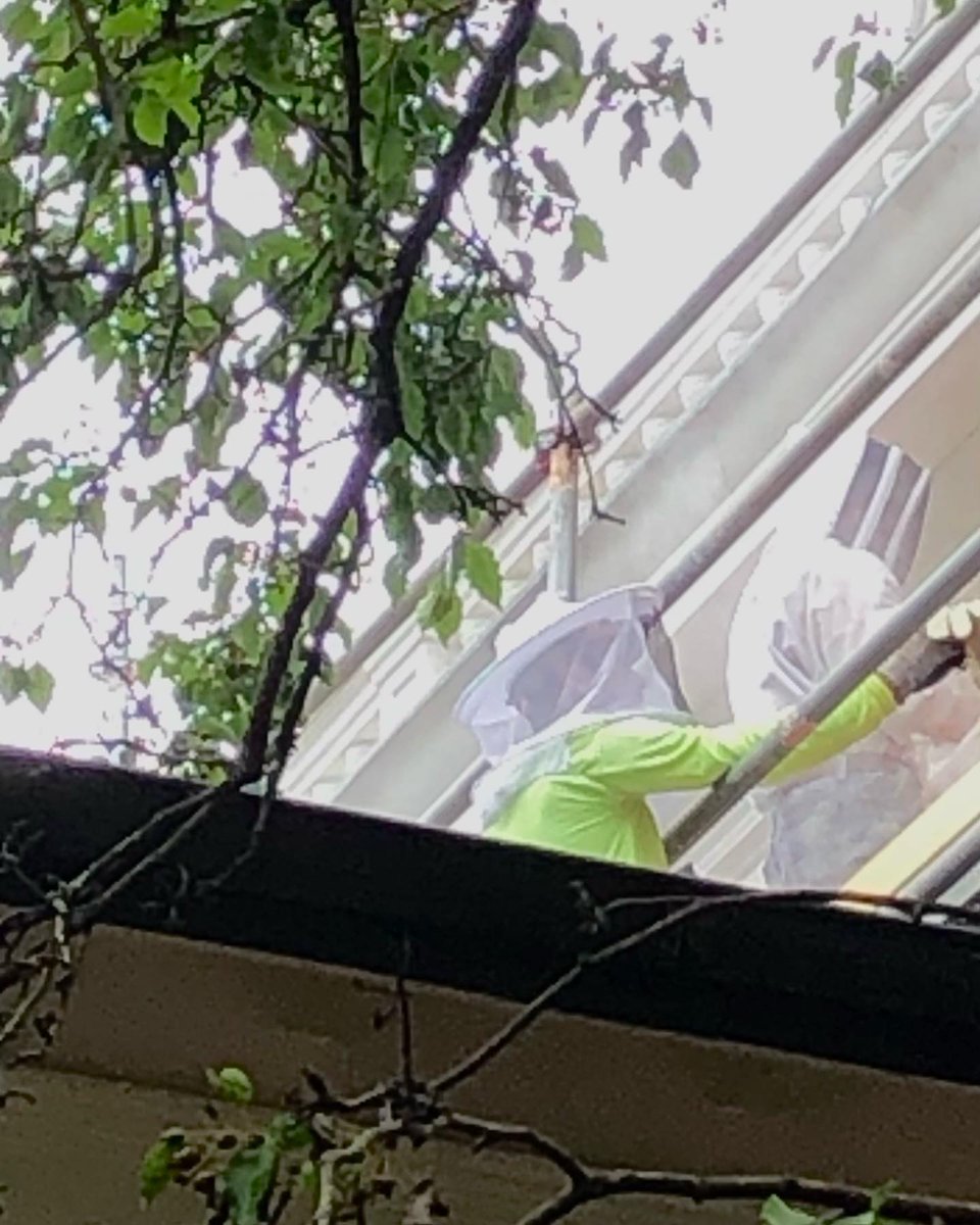 SouthernStudies's tweet photo. What does the professor bee say when a student asks a question about the course? That it’s on the sylla-buzz! We are thankful to the crew working on the safe removal of a hive of an estimated 6,000 bees living in Barnard. #BeeInBarnard 🐝 #BeInBarnard https://t.co/XN9zFp4N9S