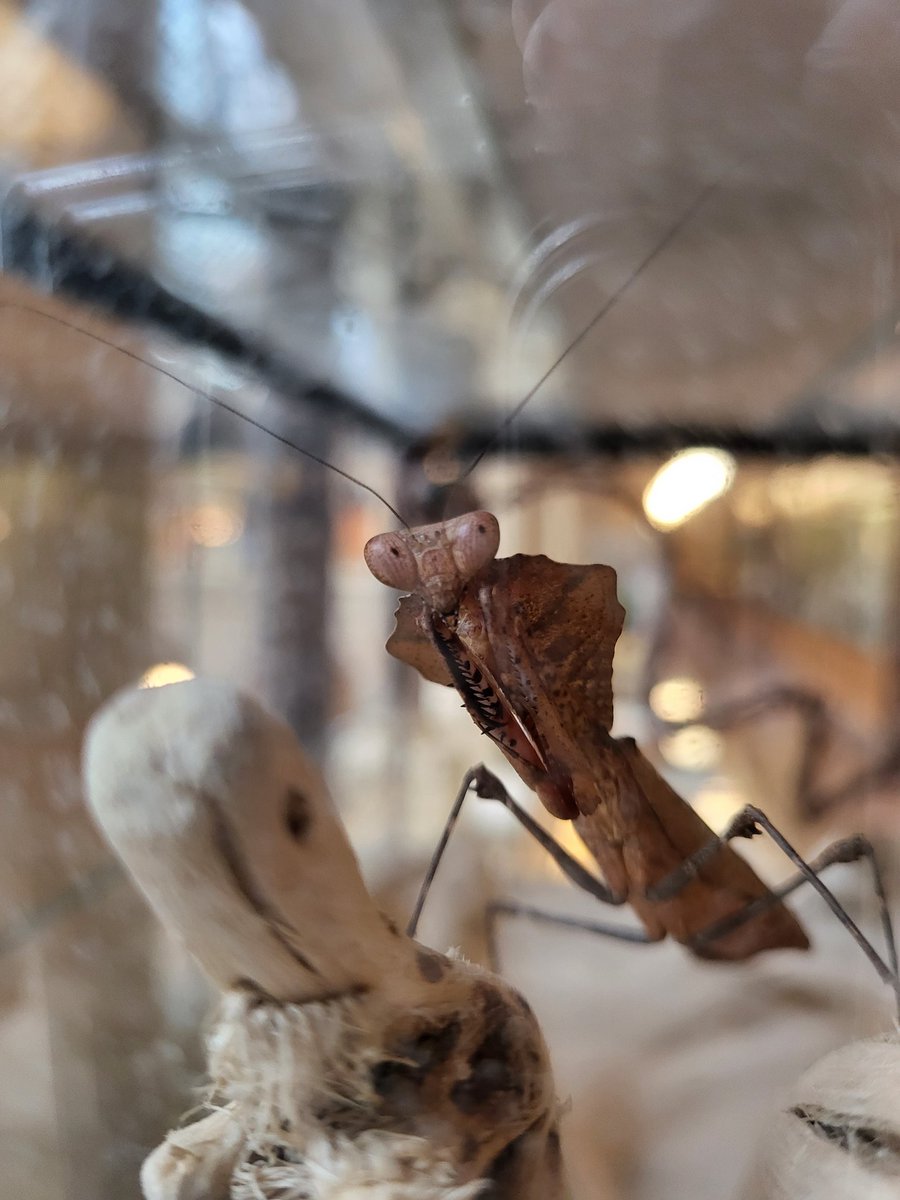 Amo Spooner tweet media