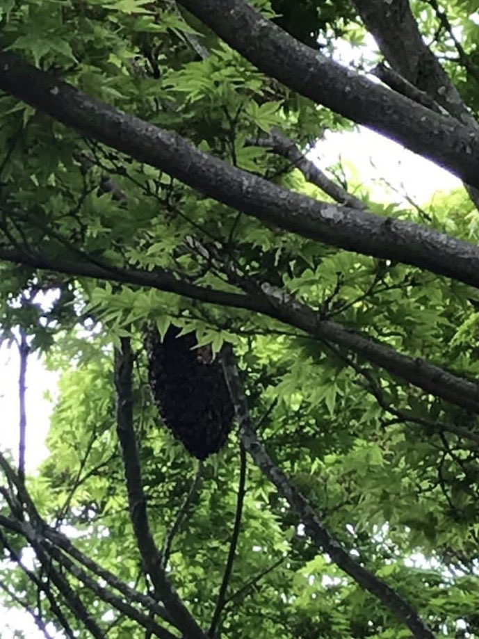 WycliffeBees's tweet photo. Our Queen with the lovely temperament decided to swarm today &amp; we were able to rescue them with the help of the excellent Will O’Brien. 👏 https://t.co/13pPGl4zVB
