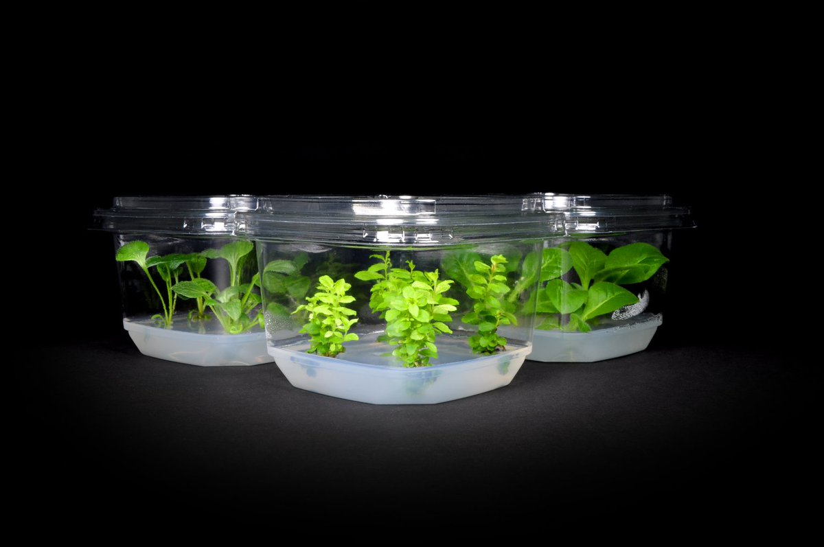 Happy Tuesday! Need more media for your lab? Through May 13th, save 25% on all plant tissue culture media when ordering online! Use coupon PHYTOMEDIA at checkout when you add any media to your cart hubs.ly/Q019q8B70 #planttissueculture #micropropagation