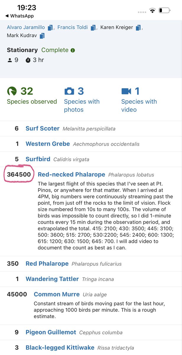 In other news @AlvaroAdventure et al saw a couple of Phalaropes 😮 #birding