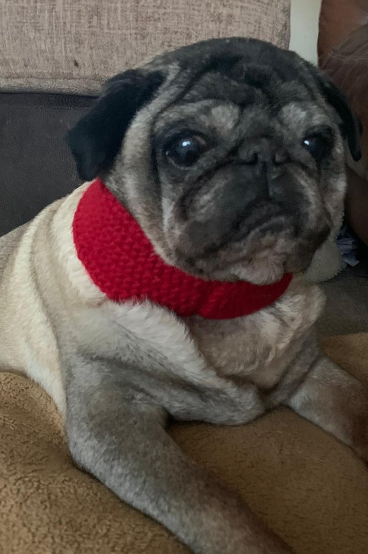 carlisle_labour's tweet photo. Jet and Sully are both wearing 'Labour for Cumberland' scarves ahead of the election in Thursday. #PetsForLabour #VoteLabour https://t.co/OdMeX4ny0Z