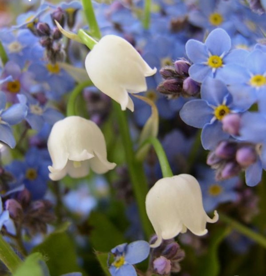 CornishMyst's tweet photo. Countdown to Flora Day! From Cornwall with love!💕 #HelstonCornwall https://t.co/pV5aHVLvBN