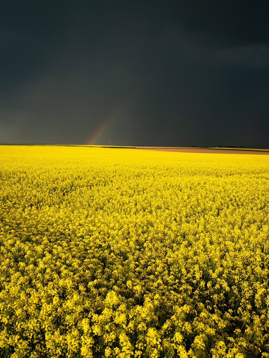 Joli contraste avant l’arrivé d’un orage sur les hauteurs de Seebach en Alsace. 03.05.22