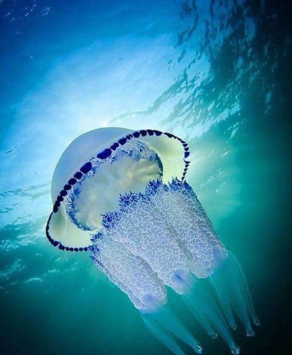 6Mysterium's tweet photo. Beautiful underwater world. Jellyfish 🐙😊 https://t.co/fNHlM2LFrl