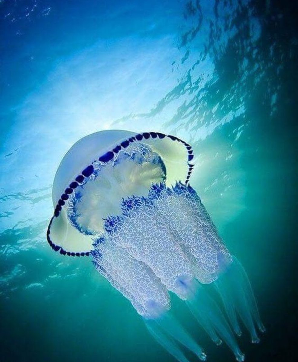 Beautiful underwater world. Jellyfish 🐙😊