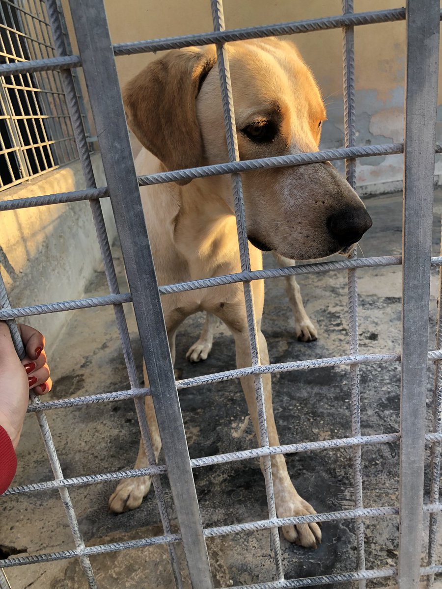 GretaSignorile's tweet photo. MILO CERCA #ADOZIONE 
#rt per favore❤️
Simil #pointer, 1 anno, compatibile con #cani e gatti, carattere molto equilibrato, bello come il ☀️ e dolcezza unica! Per info inviare un messaggio. (#adottabile al centro e nord Italia) https://t.co/UzFG1ADpMO