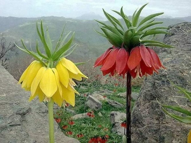 Inverted Tulip (weeping bride) flower, which grows in the Eastern Anatolia Region of Turkey, especially in the Hakkari region. #terslale #çiçek #ağlayangelin #turkey #Hakkari