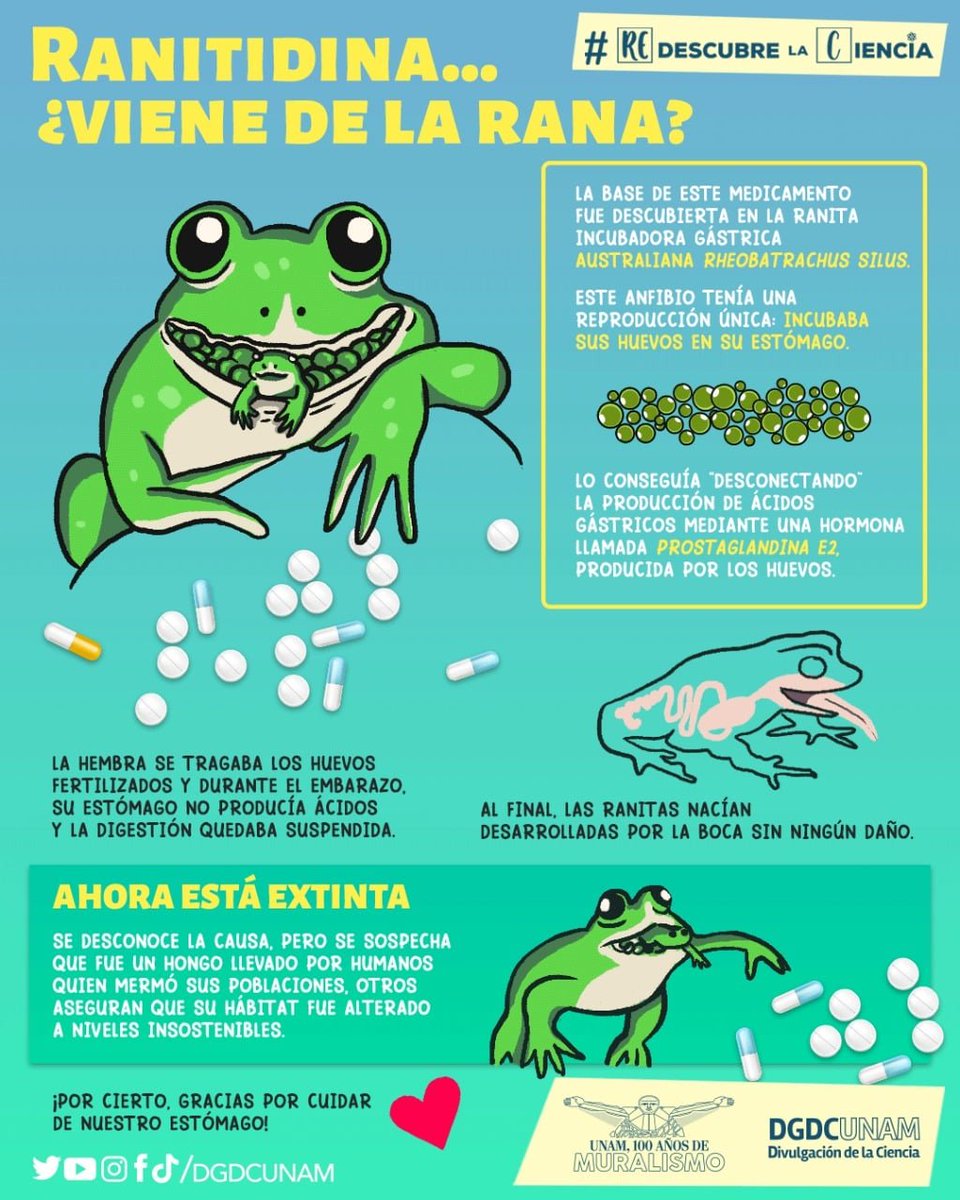 FacMedicinaUNAM's tweet photo. ¿La ranitidina 💊 proviene de las ranas 🐸? 😱 @DGDCUNAM https://t.co/2a8u8TI9wn