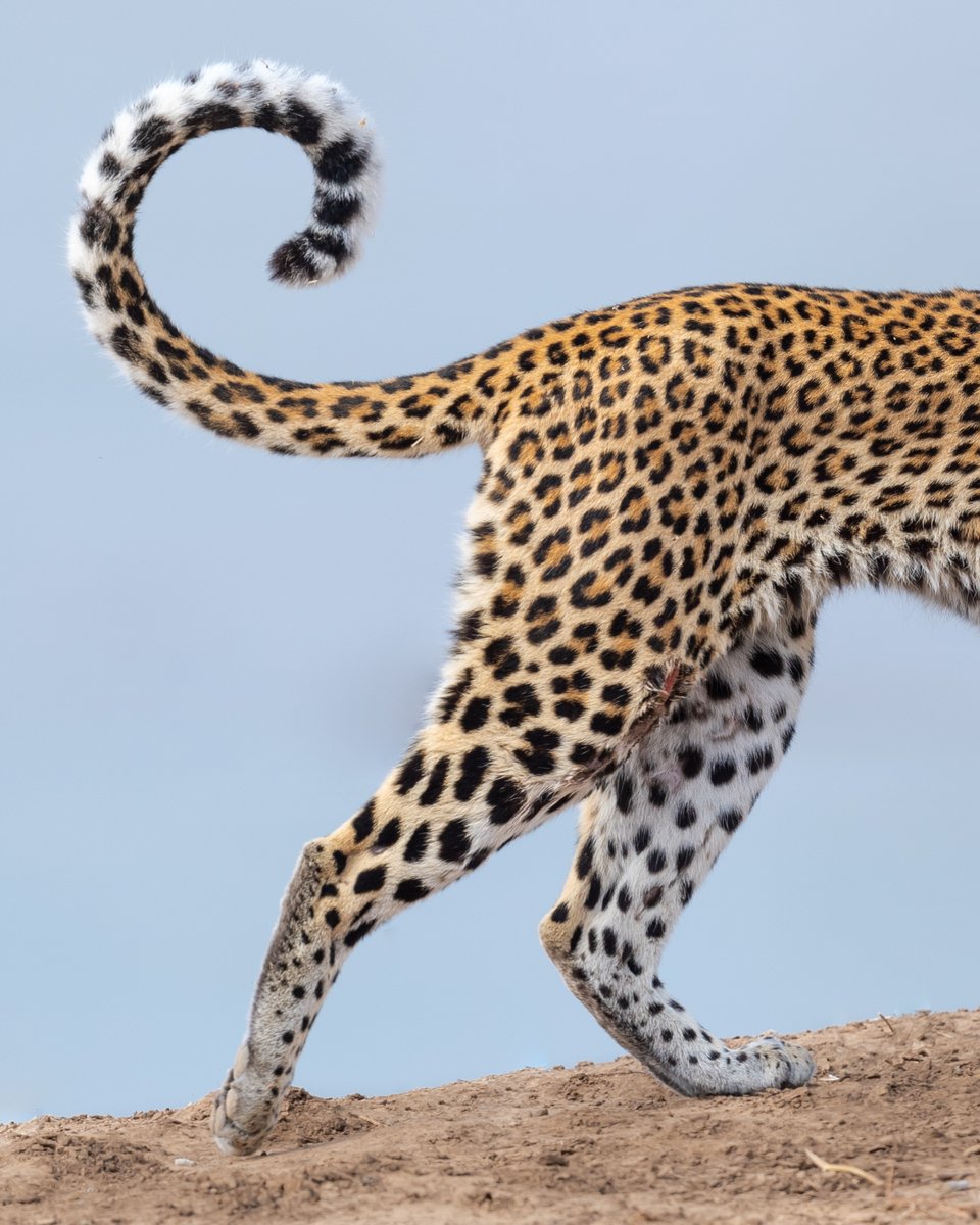 Gm, gm, gm. I love seeking out order in the beautiful chaos of the natural world. When you start seeing it, shapes, patterns, and symmetry are everywhere. Oh and happy World Leopard Day 🐆