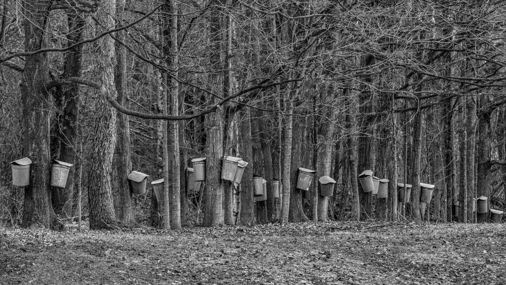 gregnphoto's tweet photo. An ode to Vermont’s sweetest tradition, maple sugaring, taken in Charlotte, Vermont before the end of the season. You don’t see these metal buckets used much anymore to collect sap, so when I saw a whole row of them, in all their glory, I had to stop… 📸🍁
.
#fineartphotograph… https://t.co/PK5Xl6ehXd