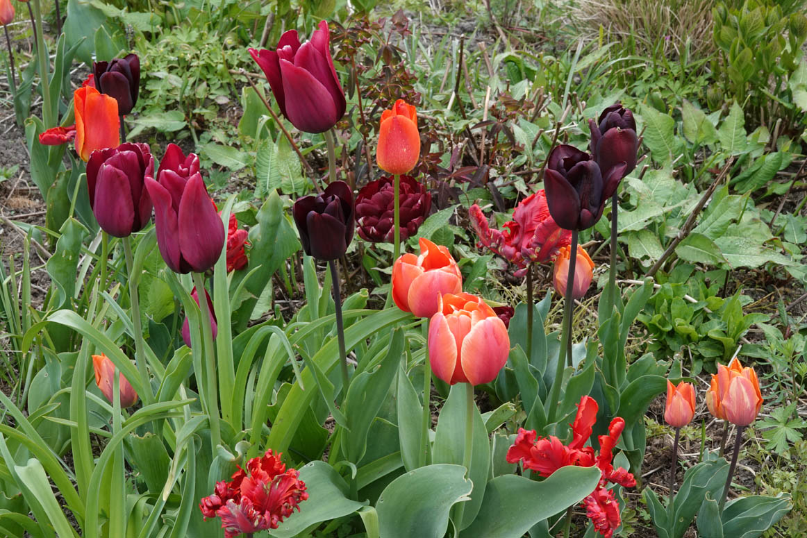 Komend weekend 7 en 8 mei Bollendagen bij De Kleine Plantage met o.a. Hein Meeuwissen en Arborealis. Op Bevrijdingsdag 5 mei zijn we ook open. dekleineplantage.nl