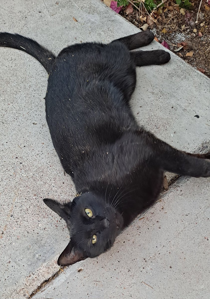 CovenCast: A Disaster's Guide to Magic tweet media