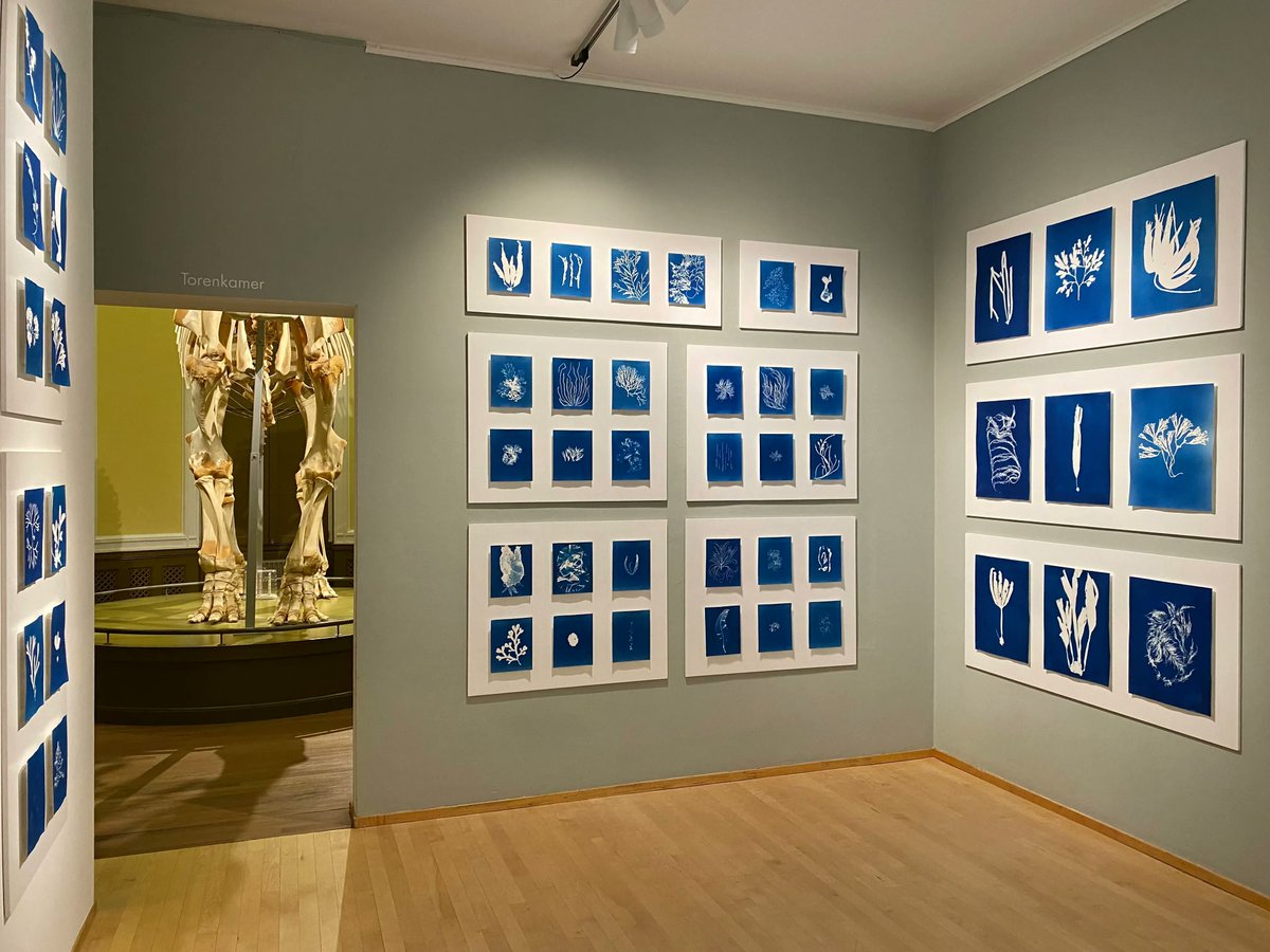 Laatste week! Nog t/m 8 mei toont 'Blauwdrukken van Nederlandse Wieren' in Het Natuurhistorisch fraaie blauwdrukken gemaakt door kunstenaarsduo Dekkers Leijdekkers. Meer info: hetnatuurhistorisch.nl/exposities/bla…
Foto: Pai Dekkers.