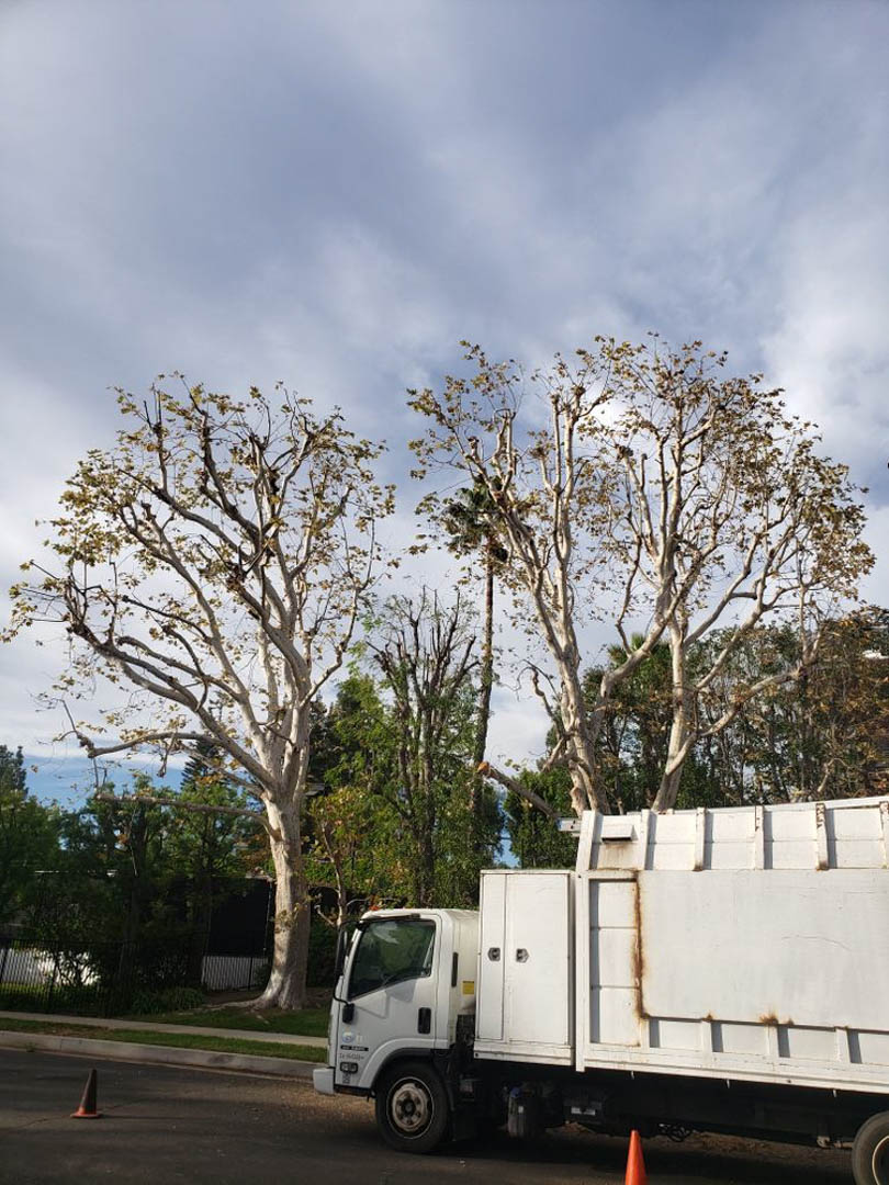 GoodviewTree's tweet photo. Your time is valued when you choose us for Tree Trimming, Tree Removal, or Stump Grinding  services. Call us today at (818) 654-4212 for more information! #GoodviewTreeService https://t.co/uJuxemAyJm https://t.co/hYI4ahYAGT
