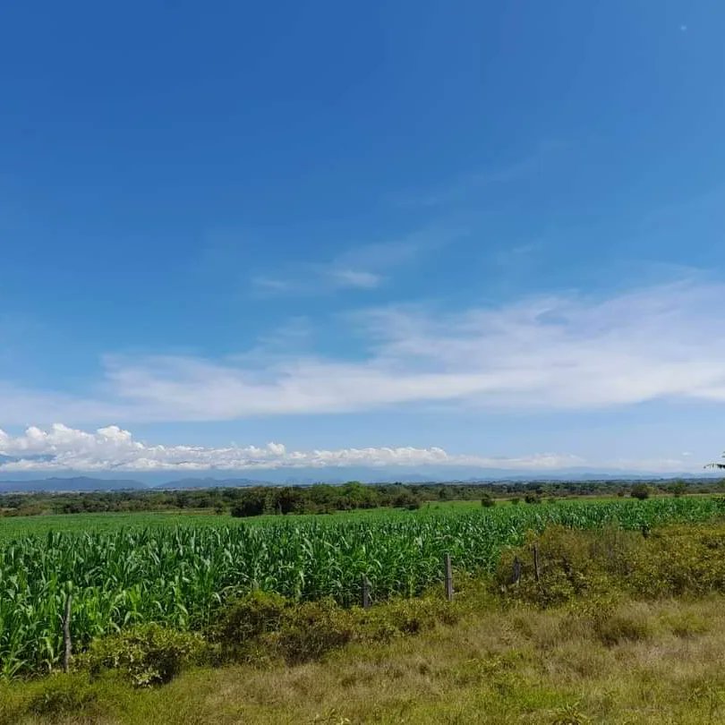biocultivos's tweet photo. 🤓¿Le gusta lo que ve? 🌱 Esta es una cosecha de #Maíz con el biofertilizante #Dimazos. Ese producto cuenta con dos bacterias que le ayudarán a sus plantas a tomar el nitrógeno que hay disponible en la atmósfera. ¿Necesita más información? Escríbanos al 3124328440.
#Agricultura https://t.co/I3WacicciL