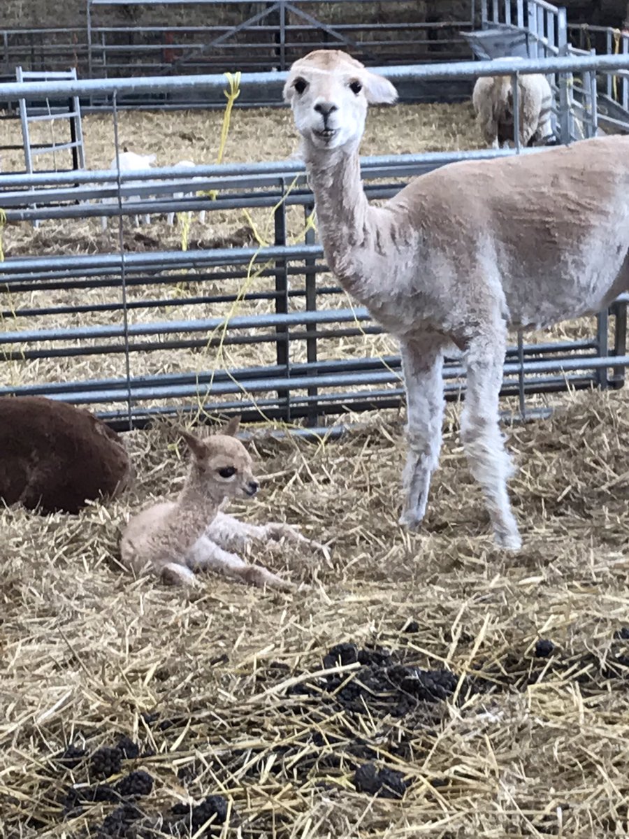 JoLibDem's tweet photo. @LaylaMoran Baby alpaca at Raglan farm https://t.co/5nHqbHQ5h2