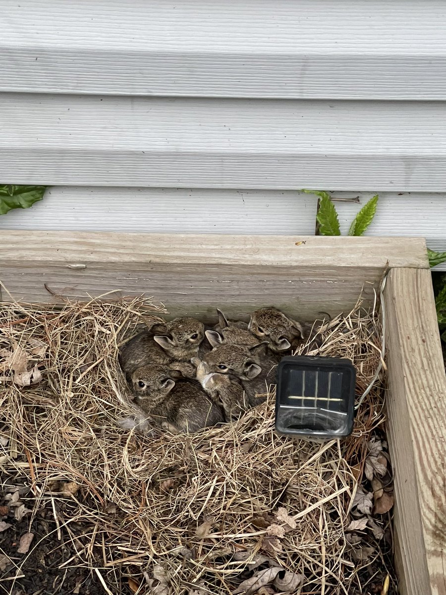 <a href="/relicofthepast/">Relic of the Past Podcast</a> <a href="/PenanceRPG/">Penance RPG 🐉 🏳️‍🌈 🐀</a> <a href="/TreasonNo/">Gunpowder, Treason, No Plot</a> <a href="/WebWitch81000/">👾 Nearly Blind Nut is Back?! 😹</a> <a href="/StackODice/">Stack 🌻 Dice</a> <a href="/AnitaBridges2/">Anita Bridges</a> <a href="/xb0shi3x/">Brandalf the Blonde</a> <a href="/tykashow/">🐋</a> <a href="/DeGustafson/">Derek Gustafson (he/him) is Catface Games</a> @lionsoflegend <a href="/pwp_dnd/">🪄Power Word: Play🔥</a> <a href="/adora_belleD/">🇬🇧🇳🇿</a> <a href="/Stories_bySarah/">Sarah Danielle</a> <a href="/NSFWActualPlay/">Not Safe For Wizards</a> @DangerDames @TheDice_Casters These little guys have taken residence in my roses