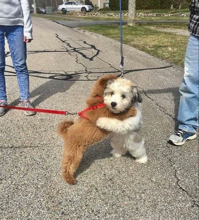 WholesomeMemes (@wholesomememe) on Twitter photo 