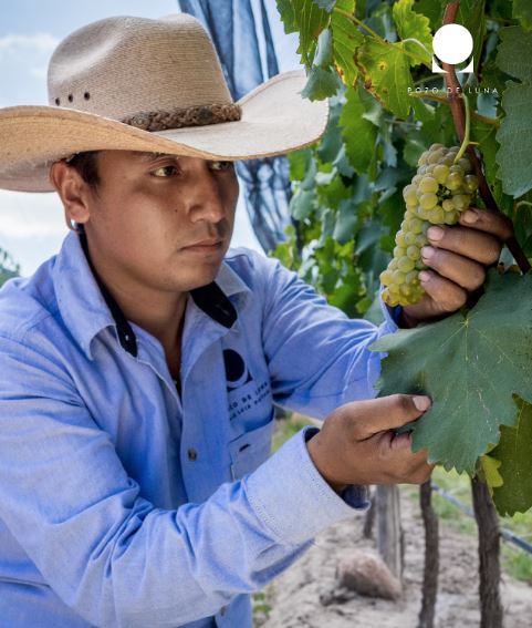 En pozo de Luna creamos el vino de forma artesanal, en nuestro proceso dejamos las máquinas de lado y todo lo realizamos a mano y con verdadero amor.
