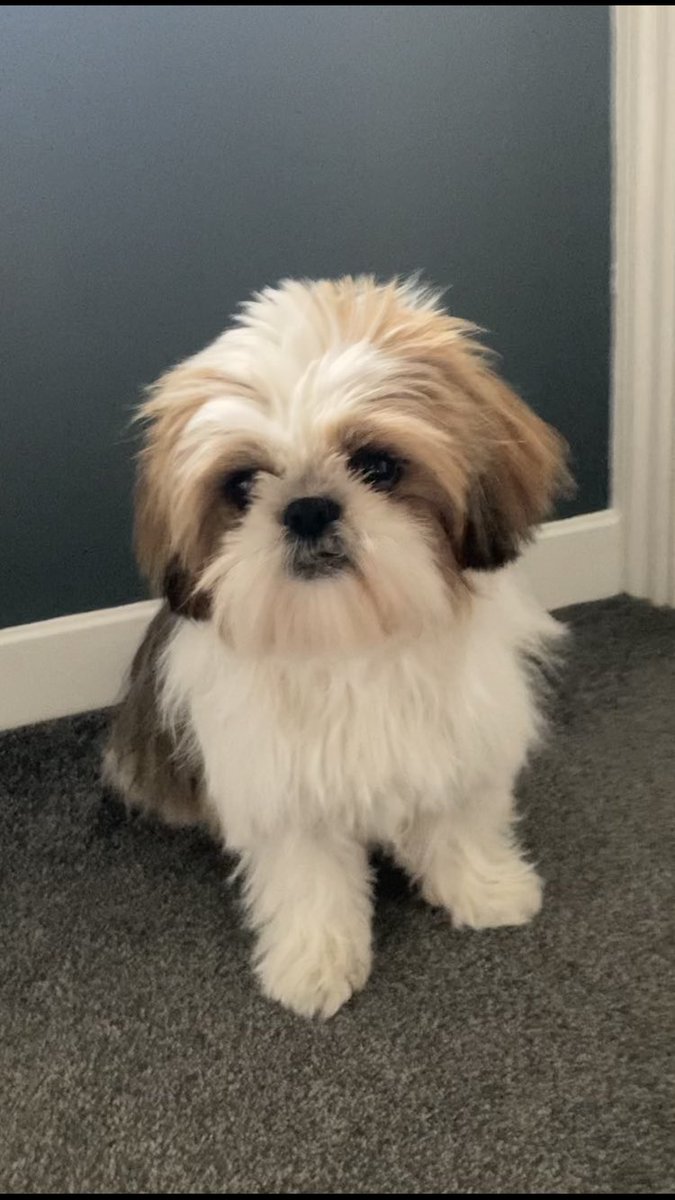 My humum lured me into the bathroom earlier with treats and then bam….bathtime! I have to admit I do smell better though 🐶 #shihtzu #dogsoftwitter