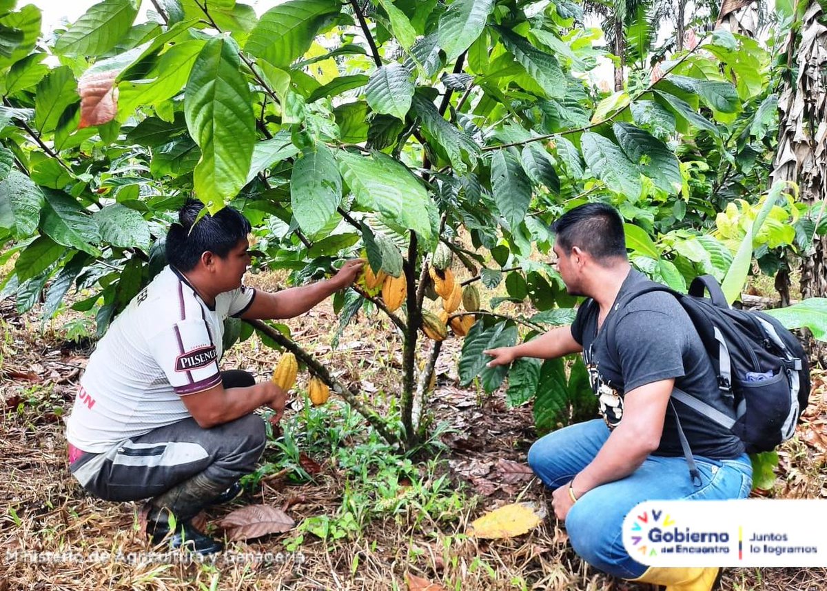 Agricultura_CZ6's tweet photo. #TAISHA | Técnicos realizaron el seguimiento e implementación de los #PMIF en plantas de #cacao de la parroquia #Macuma.
Además se actualizaron los Planes de Manejo de #productores #cacaoteros con la finalidad de impulsar una #producción #agropecuaria #sostenible. https://t.co/pjvpP6vSHT