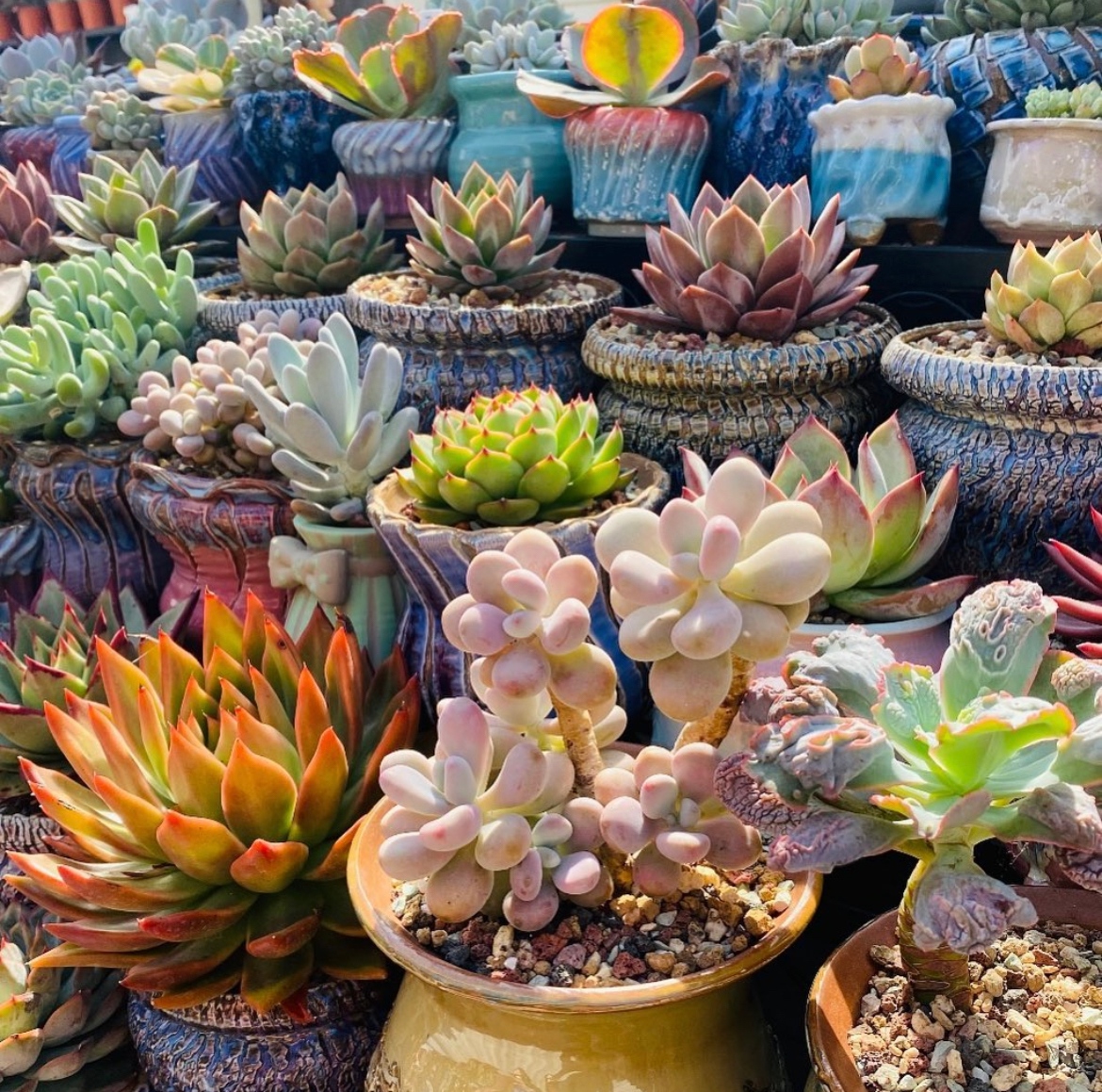 The Nice Plant tweet media
