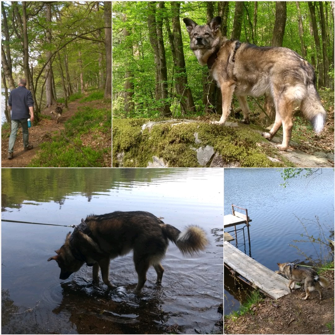 frieke72's tweet photo. Prachtige #Ardennen in de #lente. 5km #wandelen bij #signylepetit.
Ons lief hondje helemaal in haar element ook (Geurtjes, water, stokken!) https://t.co/ulY0ZtJCnk
