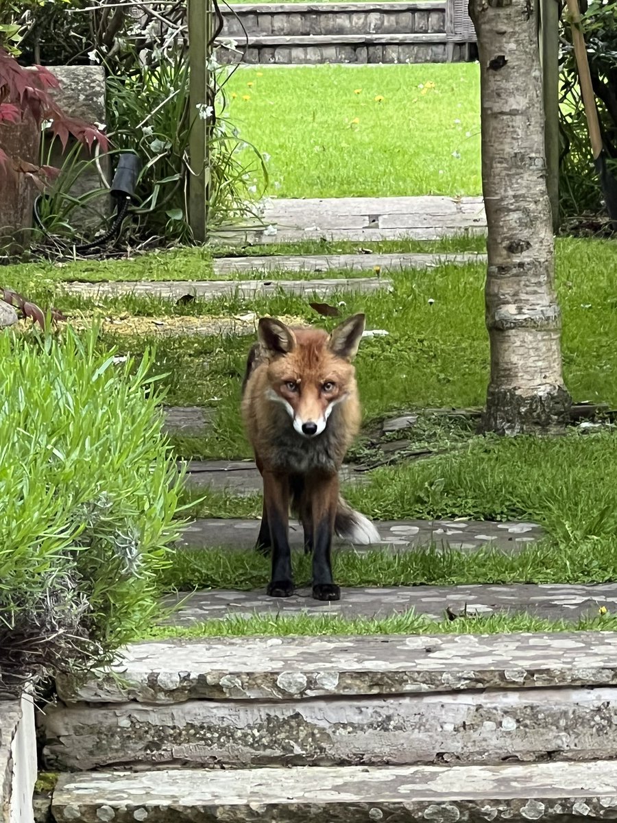 Gerard Maguire tweet media