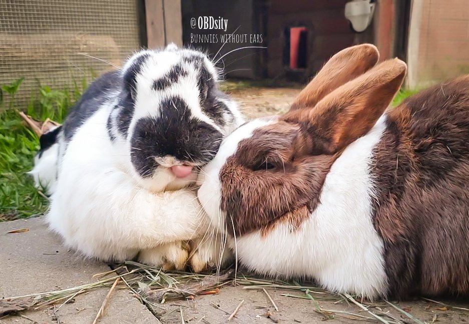obdsity's tweet photo. Turbo is having a taste of Lovemuffin to distract him from the fact that his beautiful black sails have been stolen by the #EarThief π
#EarTheftTuesday #StopTheEarThief #TongueOutTuesday https://t.co/QxonvGfyfw