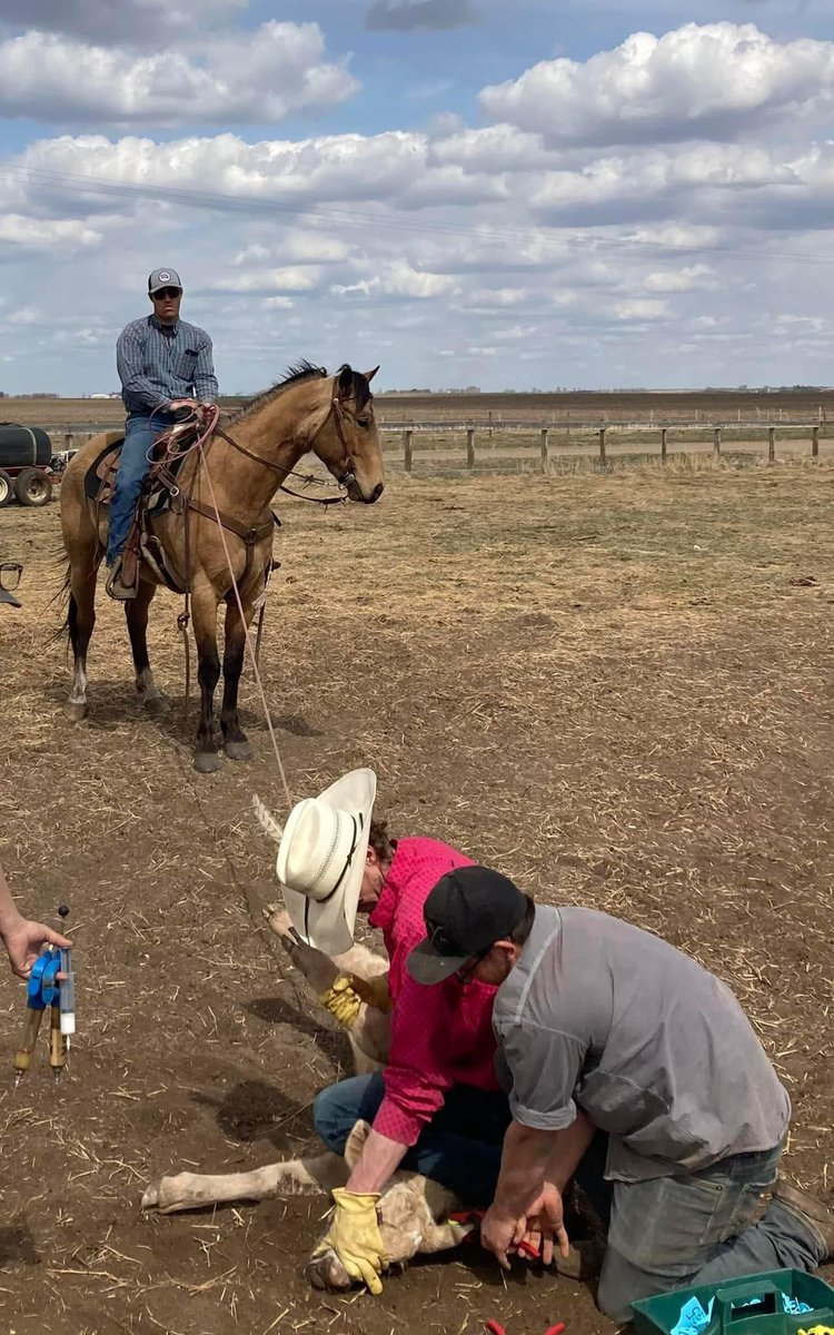 This 4 year old gelding sells Wednesday along with a Black Angus dispersal, top replacement heifers, Red Angus 2 yr old bulls &amp; yearling Polled Hereford bulls. This Special Feature section will start at 11 &amp; will be broadcast on liveauctions.tv Regular sale starts at 9.