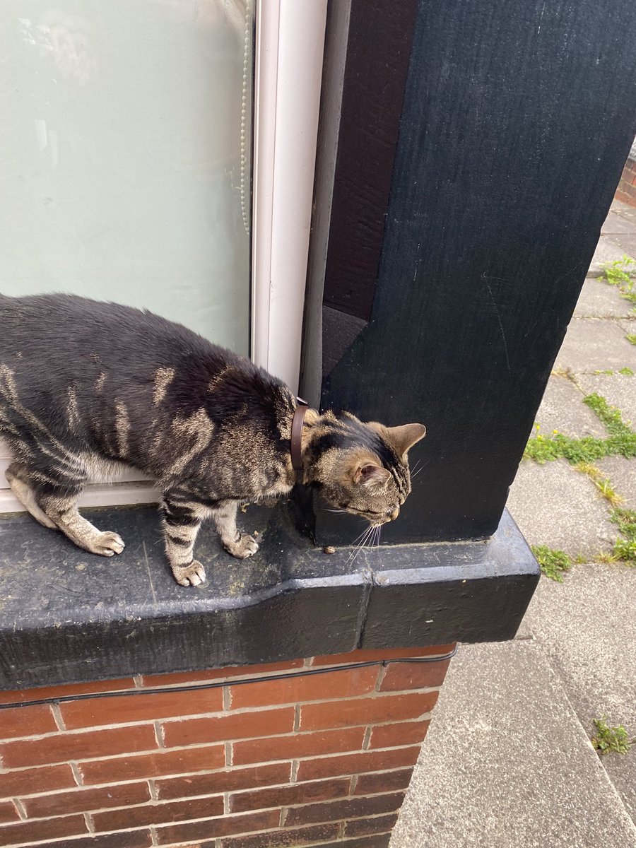 NickRGibbs1's tweet photo. Another episode of #catsofKirkstall and this one’s a belter. This little fella paid us a visit today when we were cooking with the kitchen door open. Highlight of the first day back at work! https://t.co/87voiqVjCk