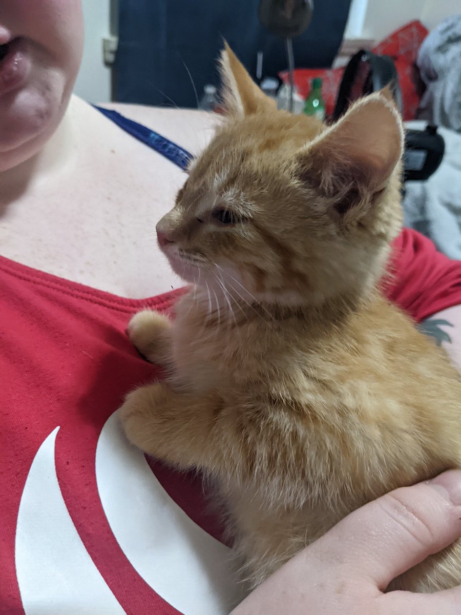 SimoneAnderson7's tweet photo. R has a new ginger kitty, because my tl is hell. His name is Nutmeg. https://t.co/Sdp0bLjVRW