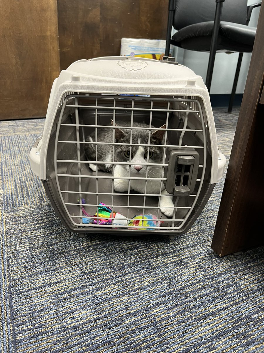 HobokenPD's tweet photo. Can you help me find my home ?  Located in the area of 16th and Clinton @CityofHoboken @weehawkennj @LibertyHumaneJC  will update if chip located https://t.co/xnSubYehXO