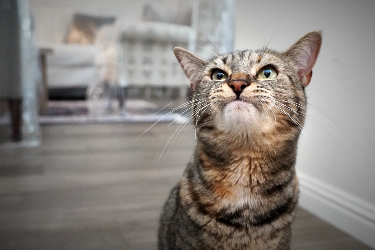 JunipurrStudio's tweet photo. Quick! Give me your best Garfield impression! Here's two-year-old tabby Aroosak's. And trust, she's got plenty more fabulous expressions. To see some, check out her mama's Cat Parent Interview on the Junipurr Studio blog  
https://t.co/QLJSO7P12n
#Cat https://t.co/lSiGEKwHTw